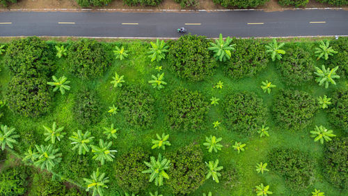 Close-up of plants