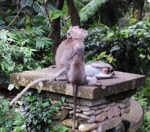 Monkeys on stone wall