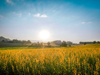 Scenic view of oilseed rape field against sky