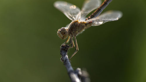 Close-up of insect on twig