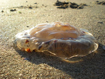 Close-up of crab on sand at beach