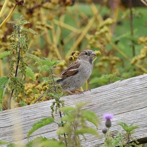 Close-up of bird perching on wood