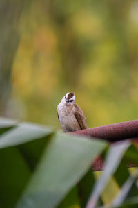 Close-up of bird perching on plant