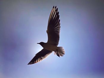 Low angle view of eagle flying in sky