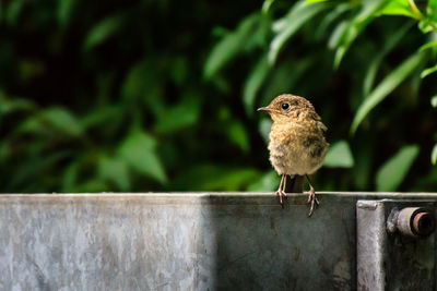 Wren bird sitting on trash bin