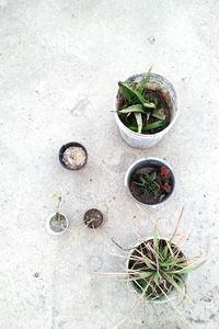 High angle view of potted plant