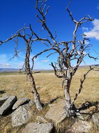 Bare tree on field against sky