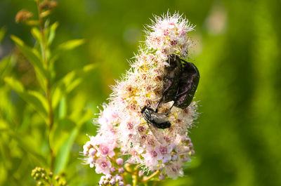 Close-up of bee pollinating flower