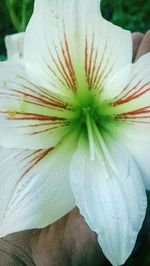 Close-up of flower head