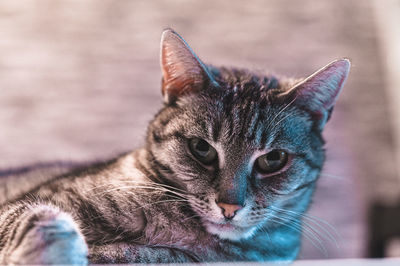 Close-up of a cat looking away