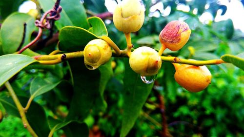 Close-up of fruits on tree