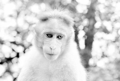 Close-up portrait of monkey 