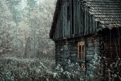 Old wooden house amidst trees in forest