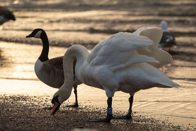 Close-up of swans on beach