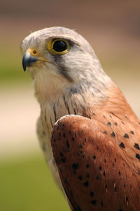 Close-up of kestrel