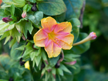 Close-up of purple flowering plant leaves