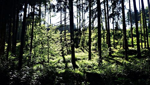 Trees growing in forest