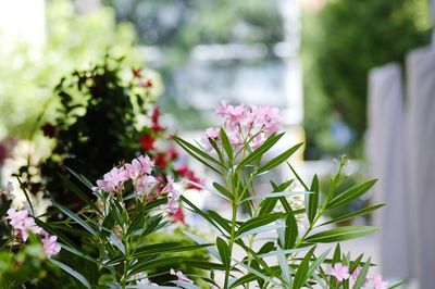 Close-up of pink flowering plant