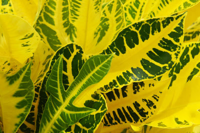 Close-up of yellow leaves