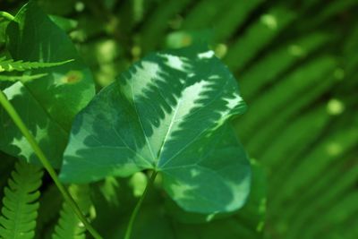 Close-up of green leaves