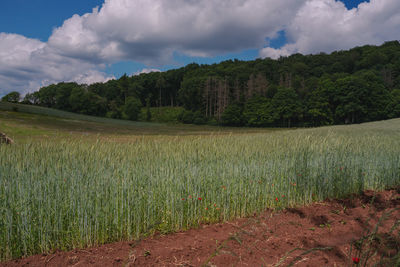 Scenic view of field against sky