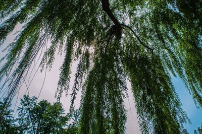 Low angle view of trees against sky