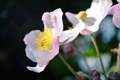 Close-up of yellow flowers blooming outdoors