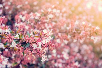 Close-up of pink flowers blooming on tree