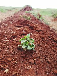 Close-up of plant growing on field