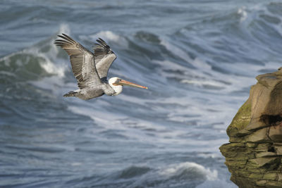 Seagull flying over sea