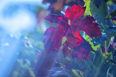 Close-up of red maple leaves