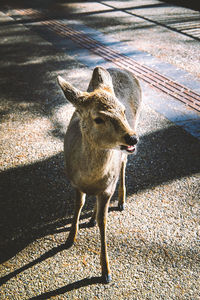 High angle view of deer standing on floor