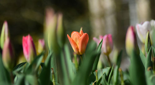 Close-up of pink tulips