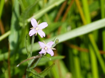 Close-up of purple flowering plant