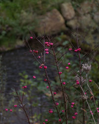 Close-up of plants against blurred background