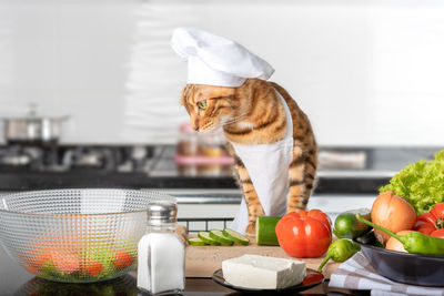 Bengal cat in a cap and apron cuts vegetables for a greek salad.