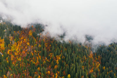 Drone photo of autumnal color in a forest. stratus clouds.