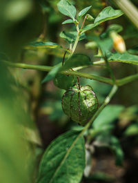 Close-up of berries growing on plant