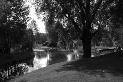 Reflection of trees in water