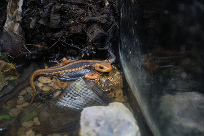 Close-up of frog on rock