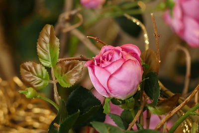 Close-up of pink flowers blooming outdoors