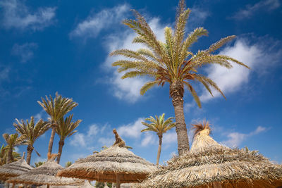 Low angle view of palm trees against blue sky