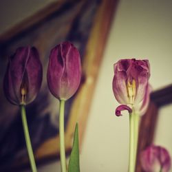 Close-up of pink flowers