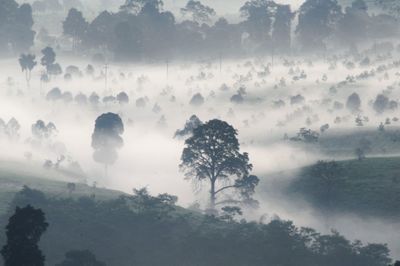 Scenic view of forest against sky