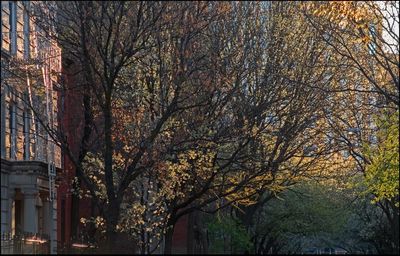 Bare trees with buildings in background