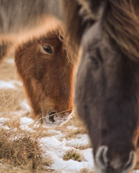 Close-up of horse in winter