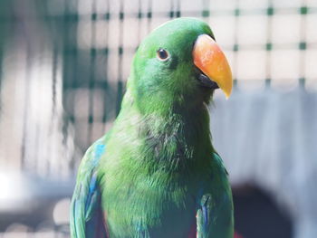 Close-up of a parrot