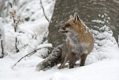 Close-up of fox on snow field during winter