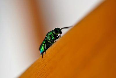 Close-up of insect on wall