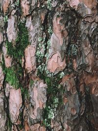 Full frame shot of tree trunk